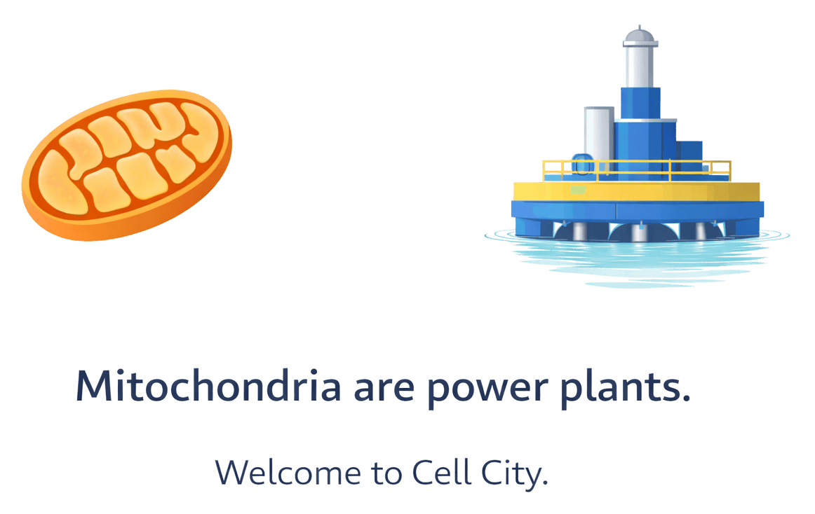 mitochondria cell city